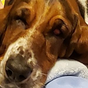 Meet your Posher, Sharon